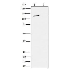 Western blot testing of lysate from 1) human HeLa cells and 2) human HeLa cells treated with alkalin