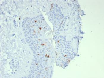 Langerin Antibody / CD207