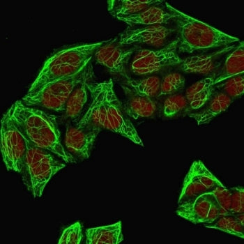 Immunofluorescent staining of methanol-fixed human HeLa cells with Cytokeratin 7 antibody cocktail (