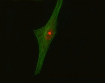 Crk-like protein Antibody / CrkL