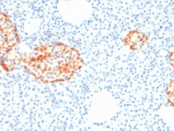 IHC staining of FFPE human pancreas with recombinant Chromogranin A antibody (clone rCHGA/798). HIER