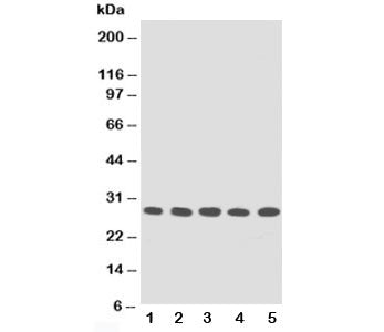 TFPI2 Antibody