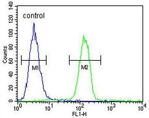 Flow cytometry testing of human A375 cells with GSN antibody; Blue=isotype control, Green= GSN antib