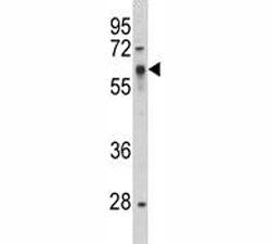 Src Antibody