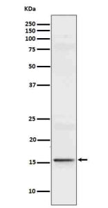 Western blot analysis of recombinant Interleukin 9 using IL9 antibody.
