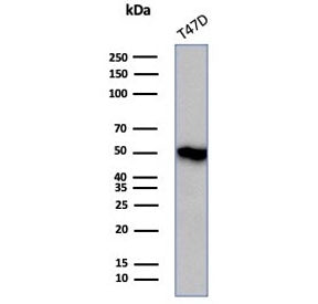 Western blot testing of human T-47D cell lysate with Coagulation Factor VII antibody (clone F7/4931)