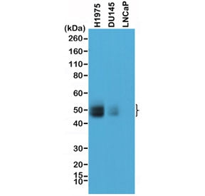 Western blot testing of human tumor cell line lysate with recombinant PD-L1 antibody at 1:1000. DU14