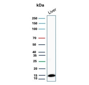 Western blot testing of human liver lysate with Transthyretin antibody. Predicted molecular weight ~