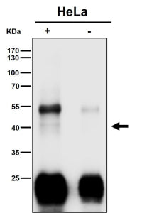Immunoprecipitation analysis using the Clu antibody at 1:50 dilution. Western blot at 1:500 dilution
