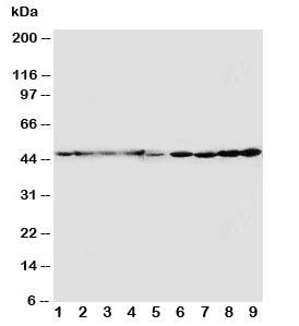 Western blot testing of HDJ2 antibody and Lane 1: rat brain; 2: rat lung; 3: mouse brain; 4: mouse l