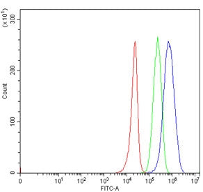 TRIT1 Antibody / tRNA dimethylallyltransferase / IPT