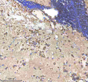 IHC staining of FFPE zebrafish brain tissue with Shha antibody, HRP-labeled secondary and DAB substr