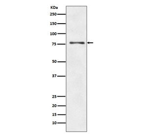 Western blot testing of human HepG2 cell lysate with ATG7 antibody. Predicted molecular weight: 70-8