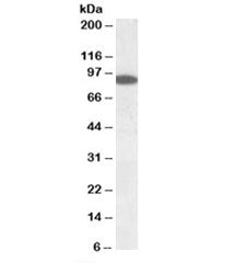 Western blot testing of human pancreas lysate with ERC1 antibody at 0.1ug/ml. Predicted molecular we