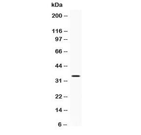 NAT1 Antibody