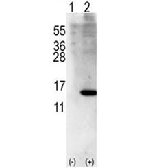 ISG15 Antibody