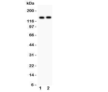 Western blot testing of PER2 antibody and Lane 1: A549; 2: PANC lysate