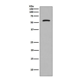 Tau Antibody / MAPT