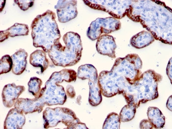IHC staining of FFPE human placenta with PAPP-A antibody (clone PAPPA/2715). HIER: boil tissue secti