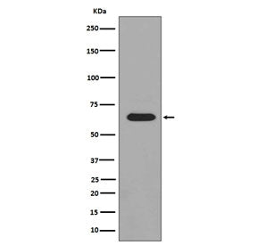 Western blot testing of lysate from lambda phosphatase-treated human HeLa cells with phospho-PAK1/2/