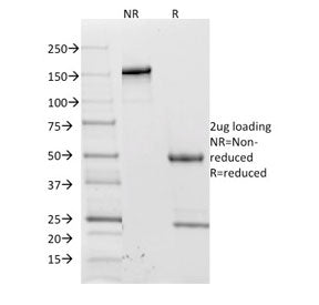 SDS-PAGE analysis of purified, BSA-free L-Selectin antibody (clone CD62L/1588) as confirmation of in