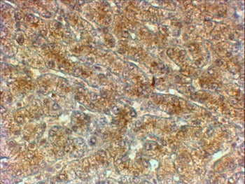 IHC testing of FFPE human liver with ATG4A antibody at 2ug/ml. HIER: steamed with pH6 citrate buffer