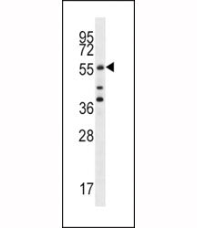 Cdc25A antibody western blot analysis in MCF-7 lysate. Predicted molecular weight: 59-70 kDa.