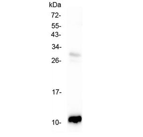 Western blot testing of rat pancreas with CCL2 antibody at 0.5ug/ml. Expected molecular weight ~11 k