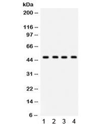 GJC2 Antibody (Connexin 46.6/47)