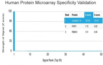 Analysis of HuProt(TM) microarray containing more than 19,000 full-length human proteins using UPK1A