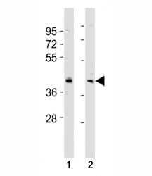 BMI1 Antibody