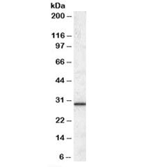 Western blot testing of human liver lysate with ERP29 antibody at 0.1ug/ml. Predicted molecular weig
