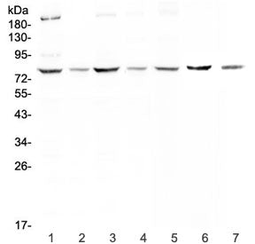 Western blot testing of human 1) HeLa, 2) MCF7, 3) HepG2, 4) SKOV3, 5) A549, 6) rat kidney and 7) mo
