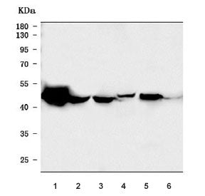Western blot testing of 1) human HepG2, 2) human PC-3, 3) monkey COS-7, 4) rat liver, 5) mouse liver