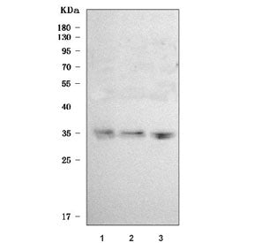 SLC25A29 Antibody
