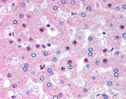 IHC testing of FFPE human liver with C14orf68 antibody at 2.5ug/ml. HIER: steamed with pH6 citrate b