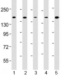CTCF Antibody