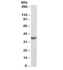 AIMP1 Antibody