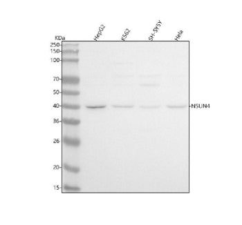 Western blot analysis of NSUN4 using anti-NSUN4 antibody. Lane 1: human HepG2 whole cell lysates, La