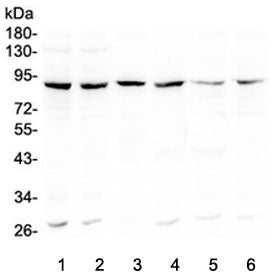 Western blot testing of human 1) Raji, 2) MCF7, 3) placenta, 4) A549, 5) Caco-2 and 6) U-2 OS lysate
