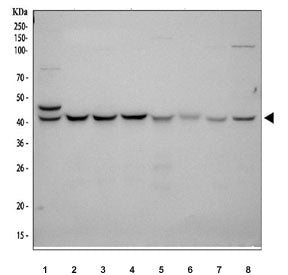 Western blot testing of 1) human HeLa, 2) human MCF7, 3) human 293T, 4) human HepG2, 5) rat RH35, 6)