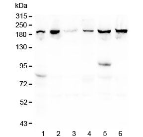 CPAMD8 Antibody