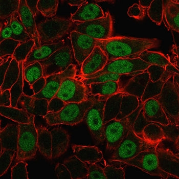 Immunofluorescent staining of PFA-fixed human HeLa cells with Geminin antibody antibody (clone CPTC-