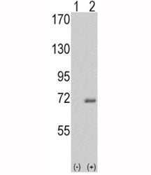 Western blot analysis of IRAK antibody and 293 cell lysate either nontransfected (Lane 1) or transie