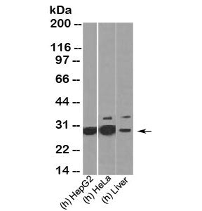 Western blot testing of human samples with HMGB1 antibody HMG314 at 2ug/ml. Predicted molecular weig