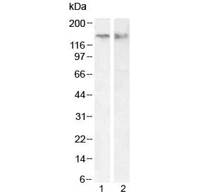 CTCF Antibody