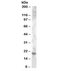 Western blot testing of NSO lysate with Cystatin F antibody at 2ug/ml. Predicted molecular weight: ~