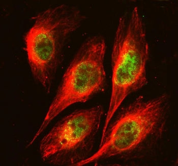 Immunofluorescent staining of FFPE human U-2 OS cells with FOXA3 antibody (green) and Beta Tubulin m