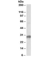 Western blot testing of human pancreas lysate with B7-H4 antibody at 0.5ug/ml. Predicted molecular w