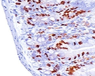 IHC: Formalin-fixed, paraffin-embedded mouse small intestine stained with Bromodeoxyuridine antibody